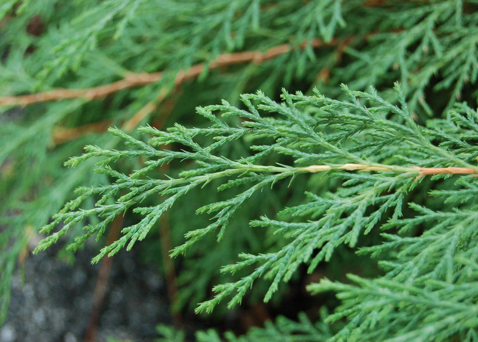 Siberian Carpet Cypress (Microbiota Decussata) — is a low-growing evergreen conifer ideal for ground cover; originating from the harsh climates of, image 40