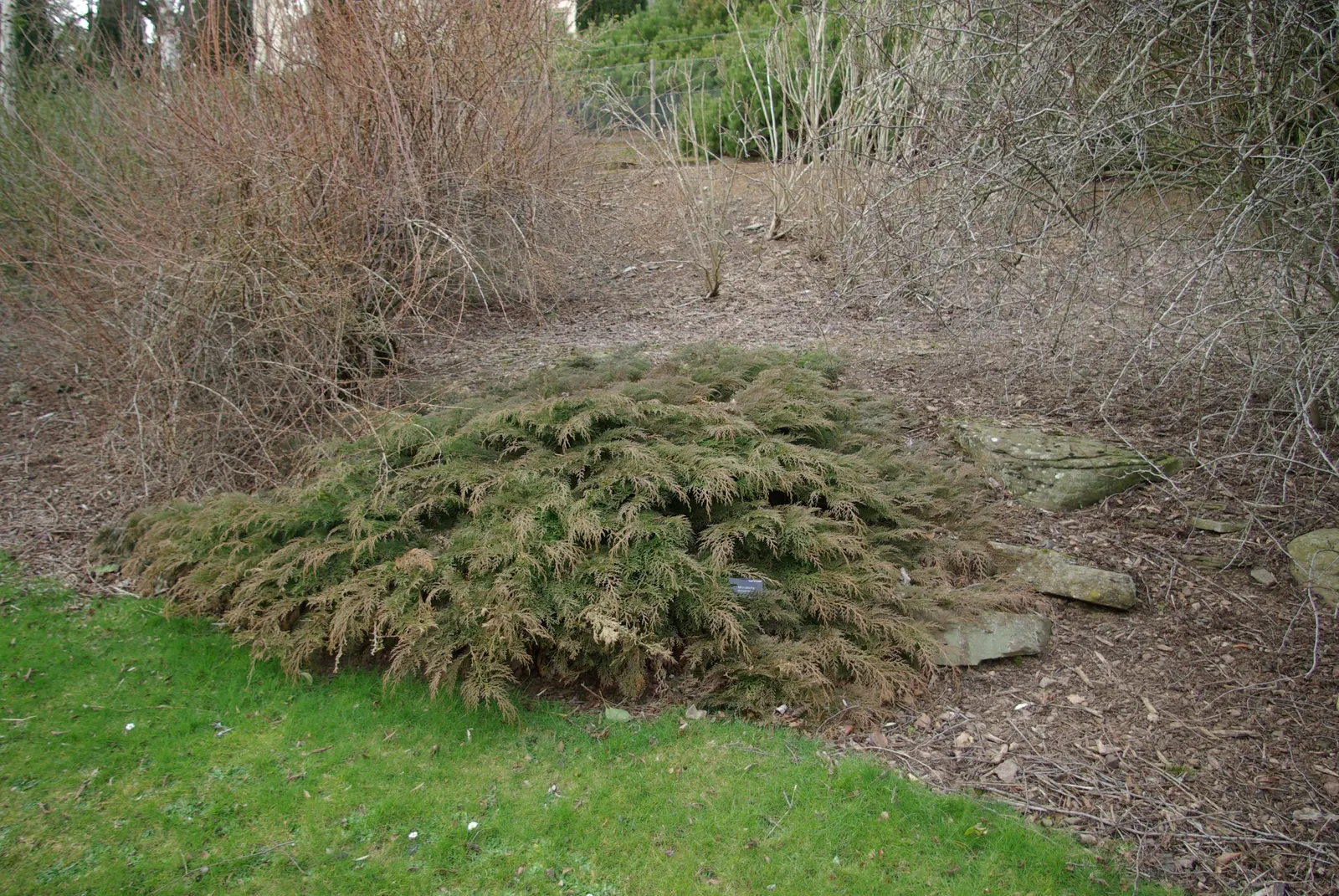 Siberian Carpet Cypress (Microbiota Decussata) — ground-covering nature and exceptional cold tolerance, image 29