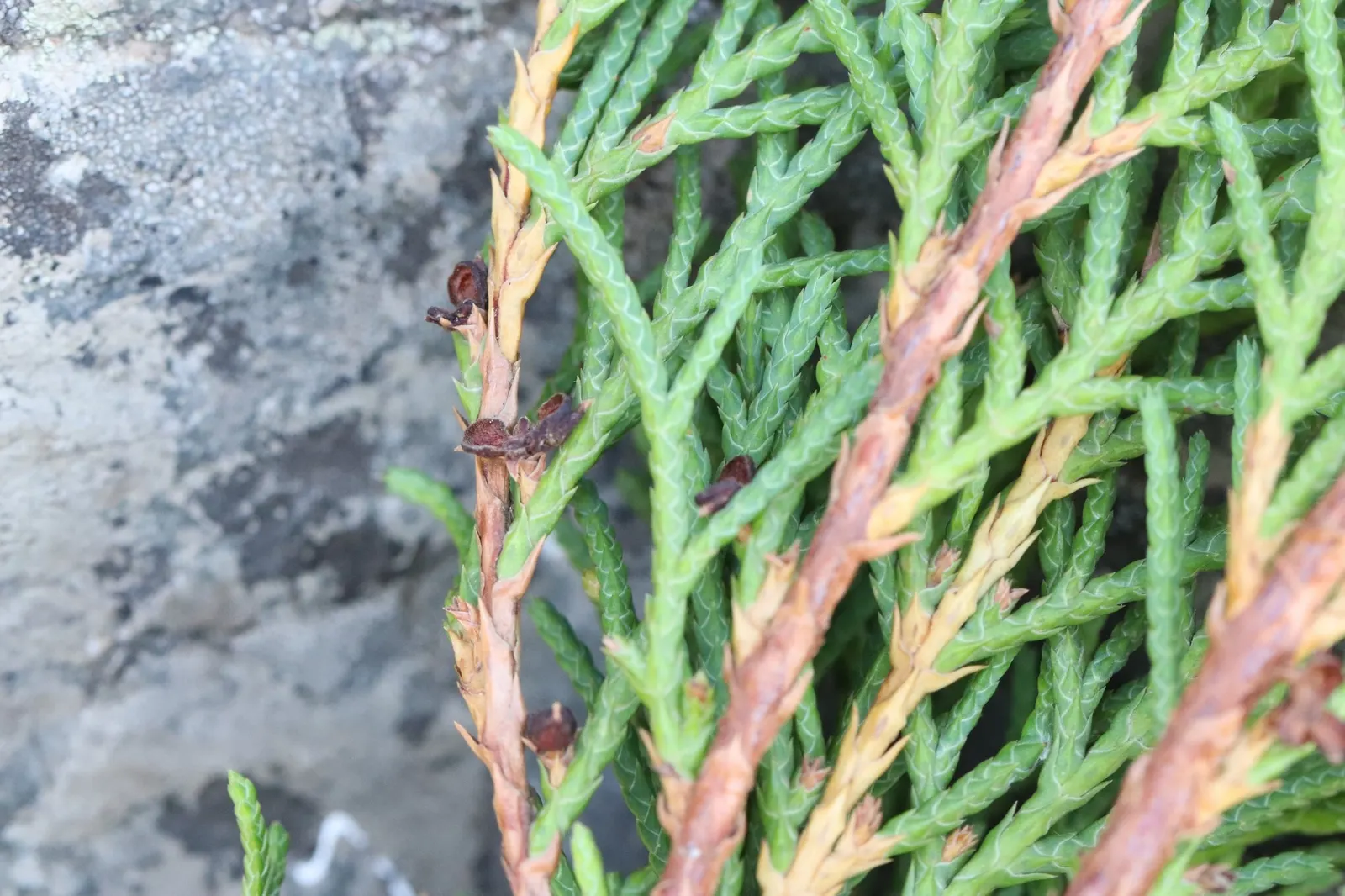 Siberian Carpet Cypress (Microbiota Decussata) — commonly known as the Siberian Carpet Cypress; this hardy plant thrives in Zones 2-7, image 39