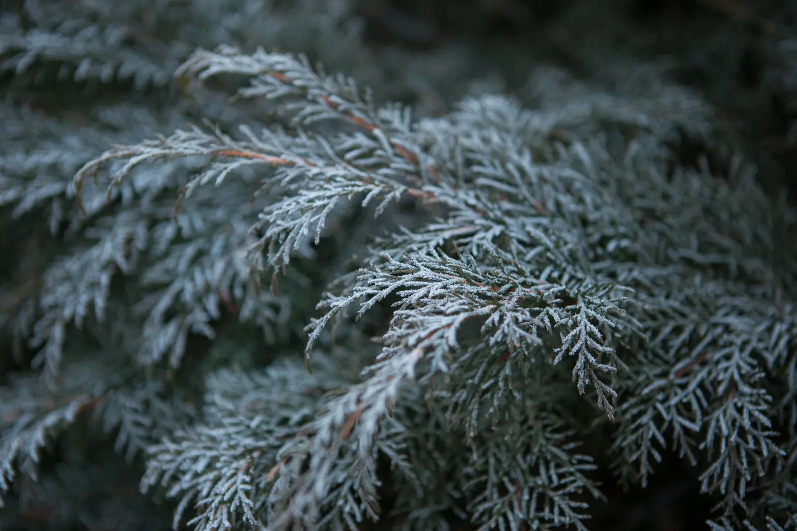 Siberian Carpet Cypress (Microbiota Decussata) — It requires minimal maintenance once established; is a remarkable conifer that is ideal for incorporating into