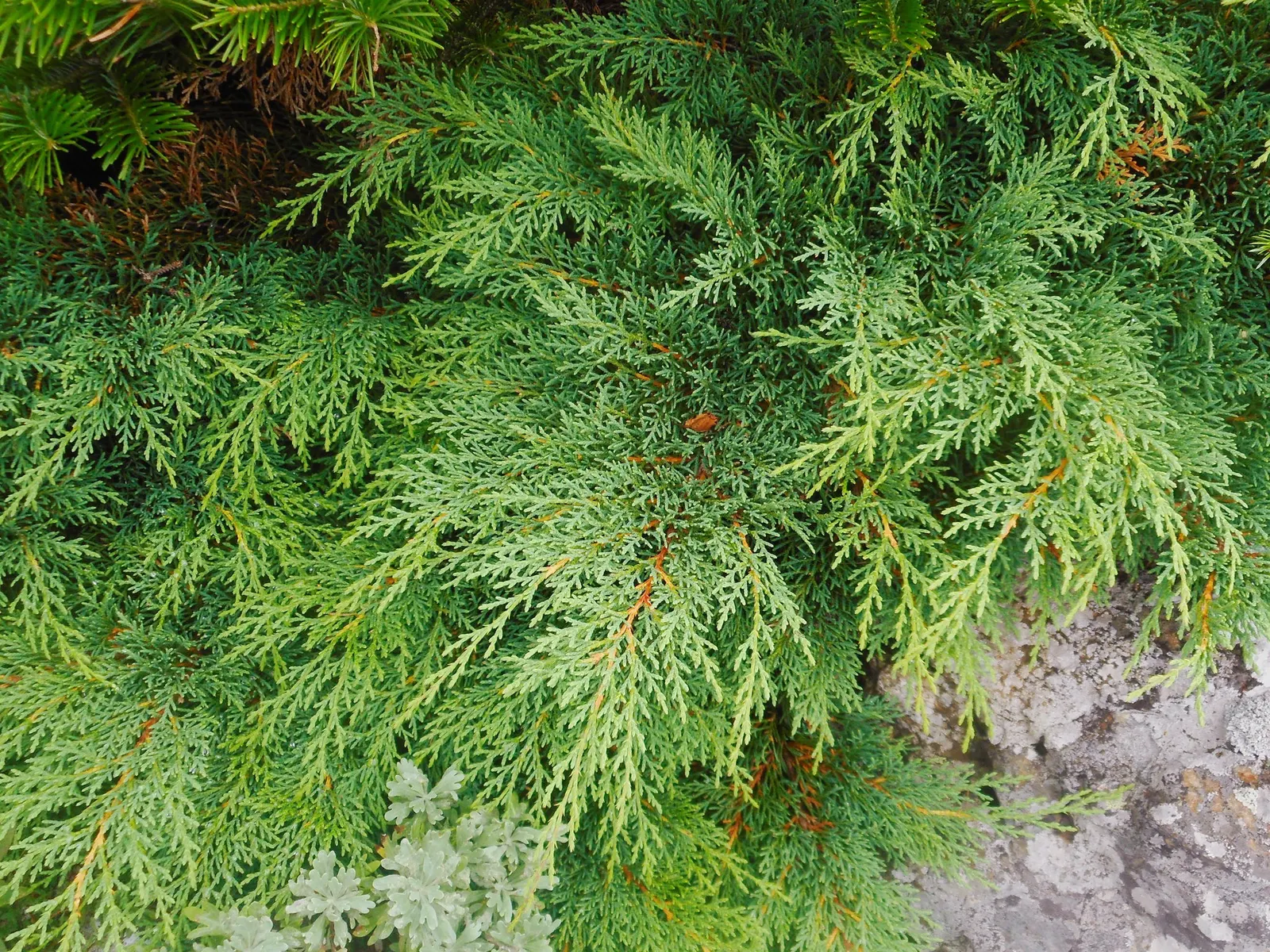 Siberian Carpet Cypress (Microbiota Decussata) — and achieves a mature spread of 5-6 feet with a height of 8-12 inches