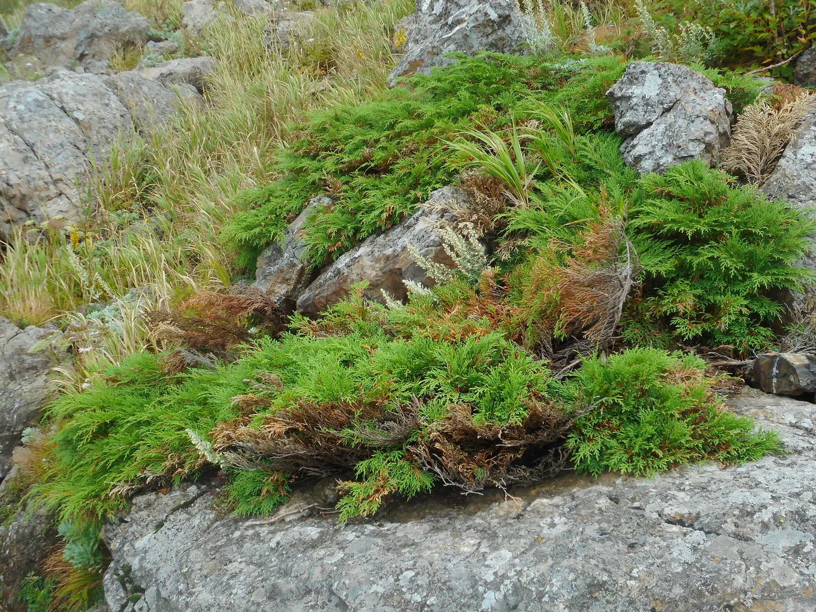 Siberian Carpet Cypress (Microbiota Decussata) — dense growth habit with delicate feather-like foliage that takes on a rich; is a low-growing evergreen conifer