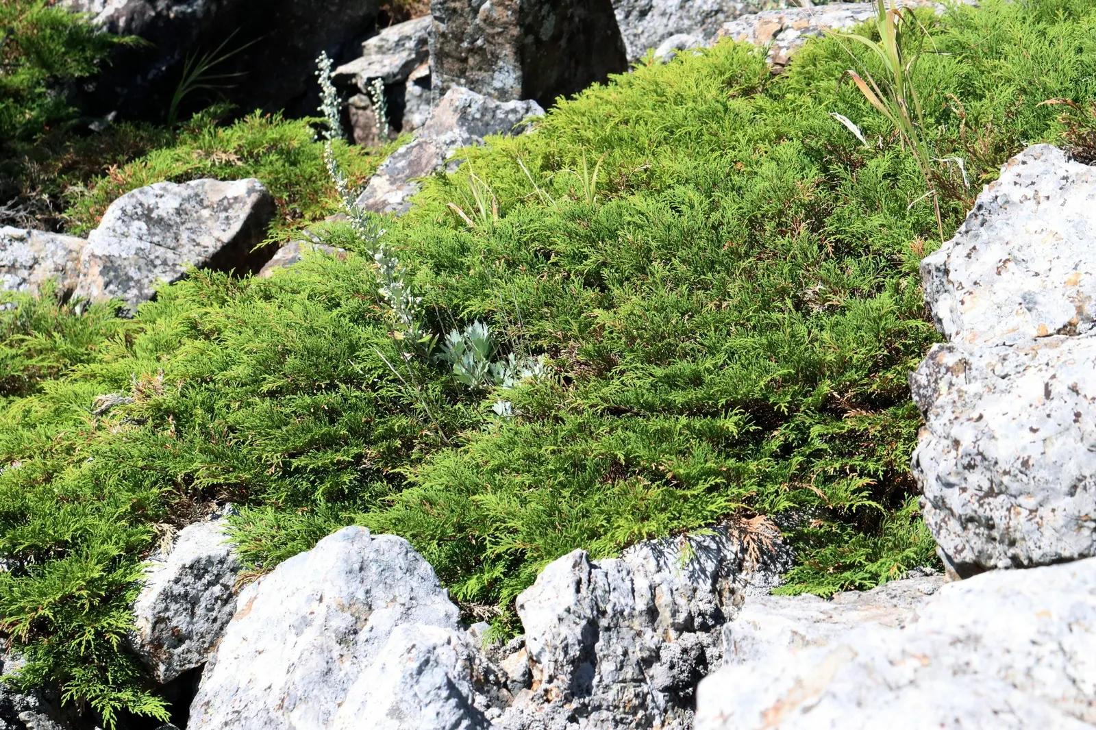 Siberian Carpet Cypress (Microbiota Decussata) — with a considerable spread of 6 to 8 feet