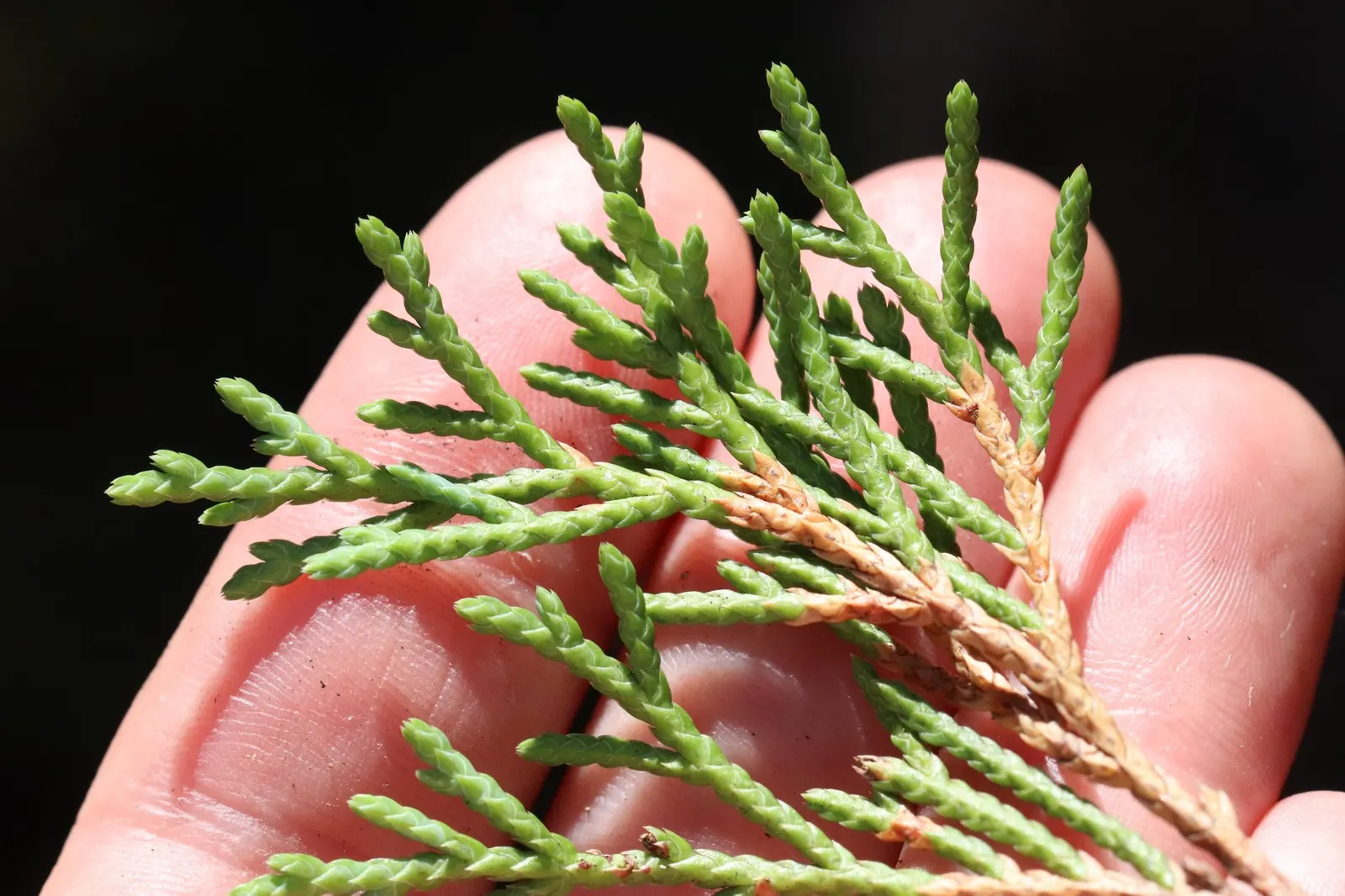 Siberian Carpet Cypress (Microbiota Decussata) — is a low-growing evergreen conifer ideal for ground cover