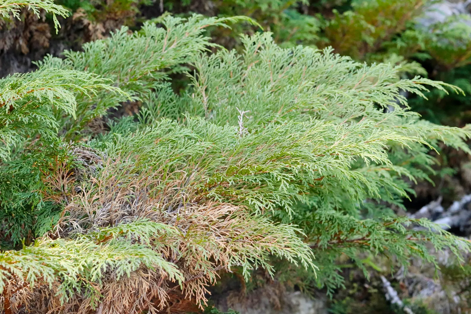 Siberian Carpet Cypress (Microbiota Decussata) — It features soft, feathery foliage that transitions from bright green to bronze in winter; it, image 41
