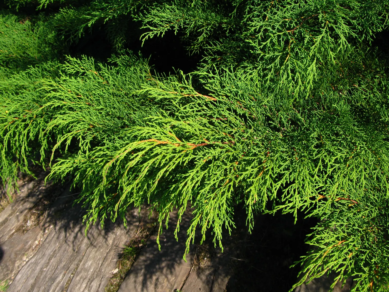 Siberian Carpet Cypress (Microbiota Decussata) — with a considerable spread of 6 to 8 feet; full sun to partial shade is best for optimal growth