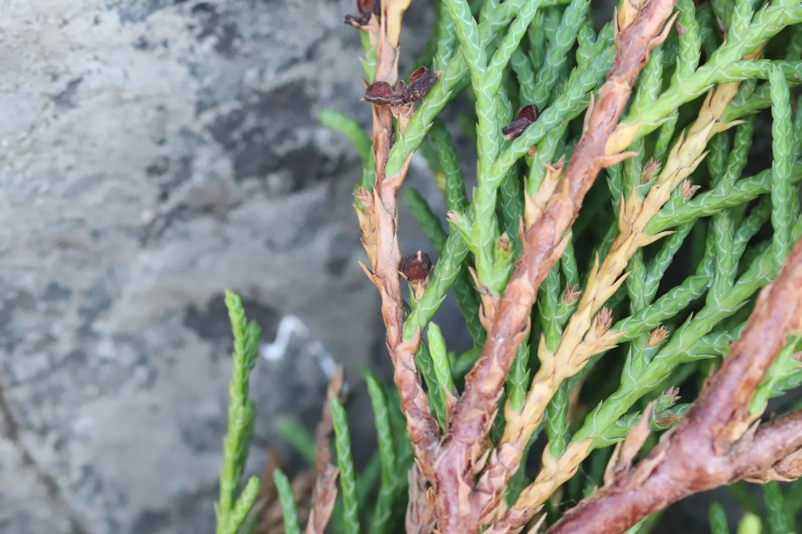 Siberian Carpet Cypress (Microbiota Decussata) — ground-covering nature and exceptional cold tolerance