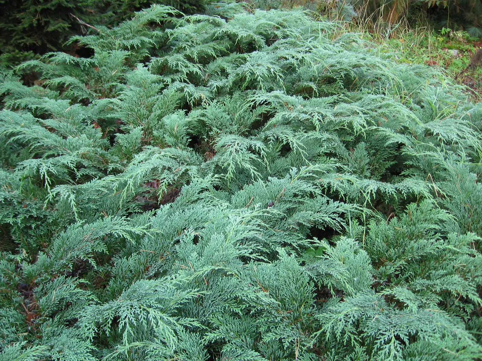 Siberian Carpet Cypress (Microbiota Decussata) — Originating from the harsh climates of Siberia; dense growth habit with delicate feather-like foliage that