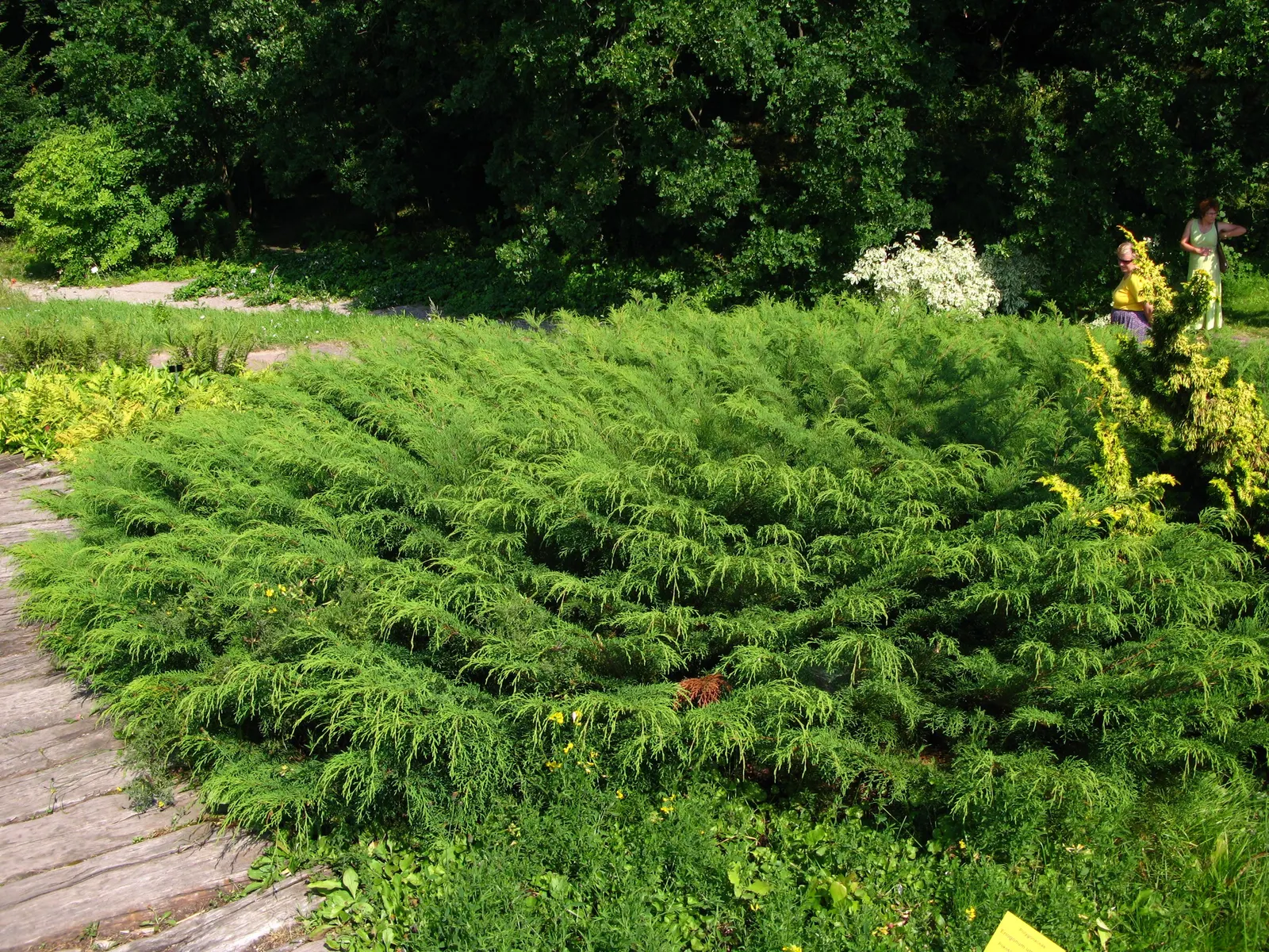 Siberian Carpet Cypress (Microbiota Decussata) — scientifically called Microbiota decussata; with a considerable spread of 6 to 8 feet