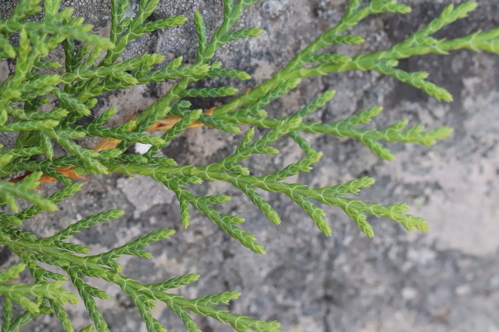 Siberian Carpet Cypress (Microbiota Decussata) — This hardy plant thrives in Zones 2-7; and achieves a mature spread of 5-6 feet with a height of 8-12 inches