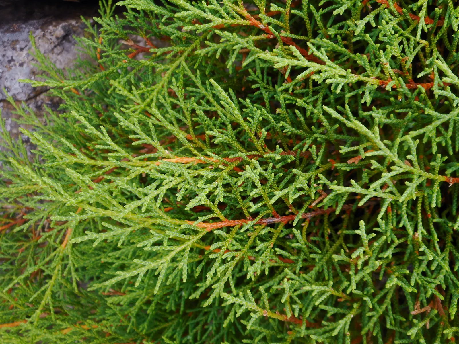 Siberian Carpet Cypress (Microbiota Decussata) — reaching a mature height of only 12 to 18 inches; conifer / ground cover / shrub for full or half or shade