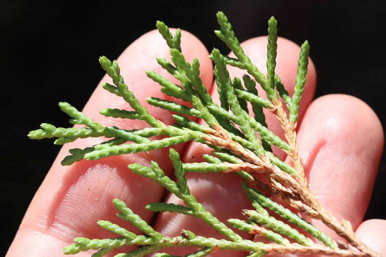 Siberian Carpet Cypress (Microbiota Decussata) — Full sun to partial shade is best for optimal growth; scientifically called Microbiota decussata