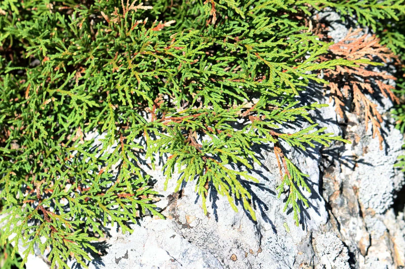 Siberian Carpet Cypress (Microbiota Decussata) — conifer / ground cover / shrub for full or half or shade