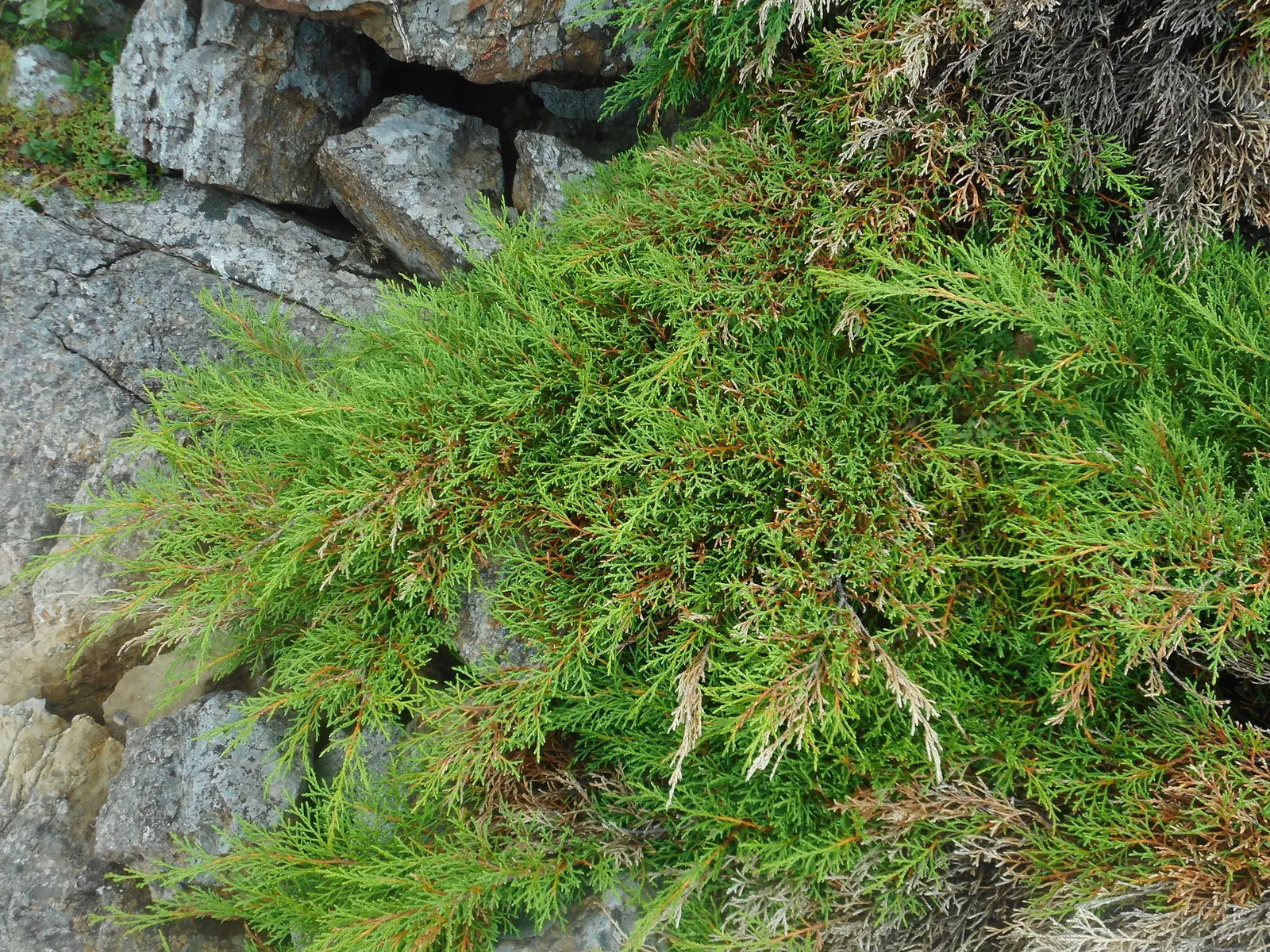 Siberian Carpet Cypress (Microbiota Decussata) — dense growth habit with delicate feather-like foliage that takes on a rich