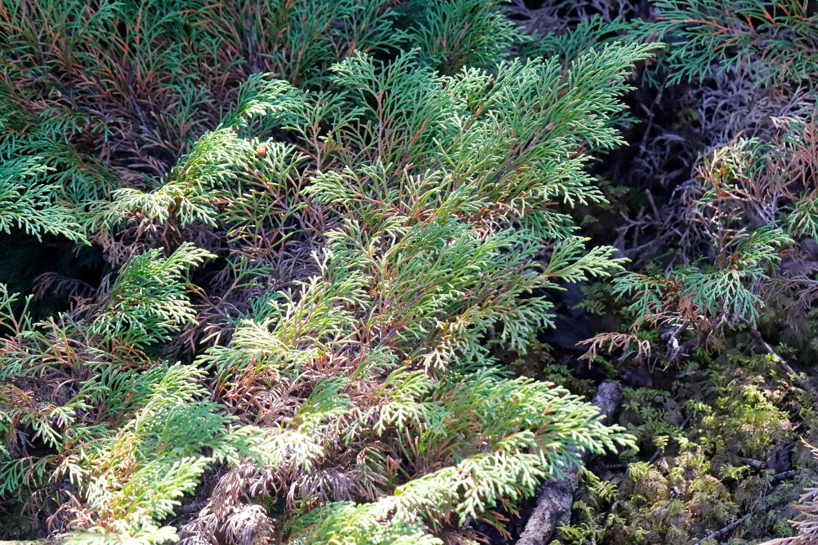 Siberian Carpet Cypress (Microbiota Decussata) — thriving in temperatures as low as -50 degrees Fahrenheit.<br><br>This evergreen shrub spreads horizontally