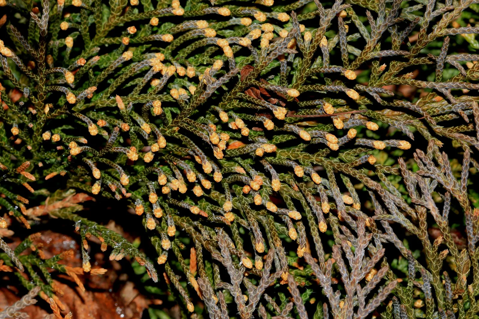 Siberian Carpet Cypress (Microbiota Decussata) — Originating from the harsh climates of Siberia