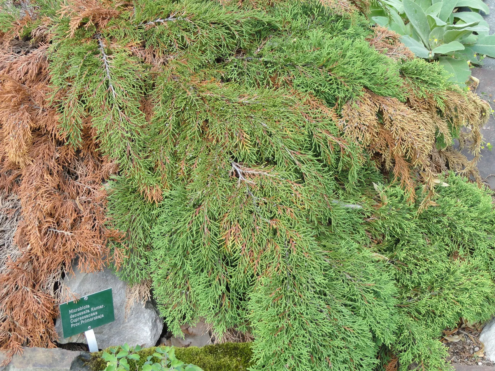 Siberian Carpet Cypress (Microbiota Decussata) — It features soft, feathery foliage that transitions from bright green to bronze in winter; it requires minimal