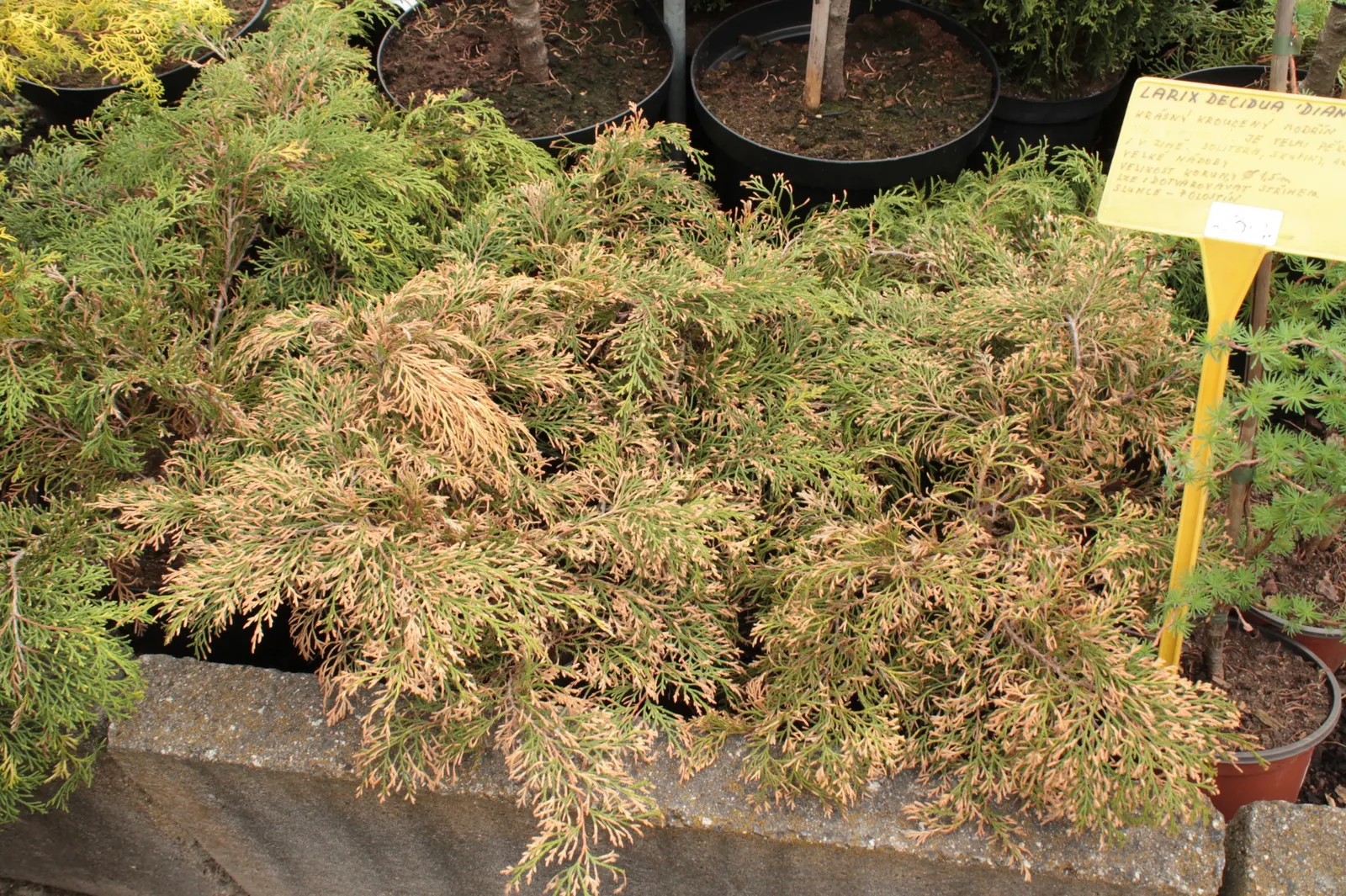 Siberian Carpet Cypress (Microbiota Decussata) — commonly known as the Siberian Carpet Cypress