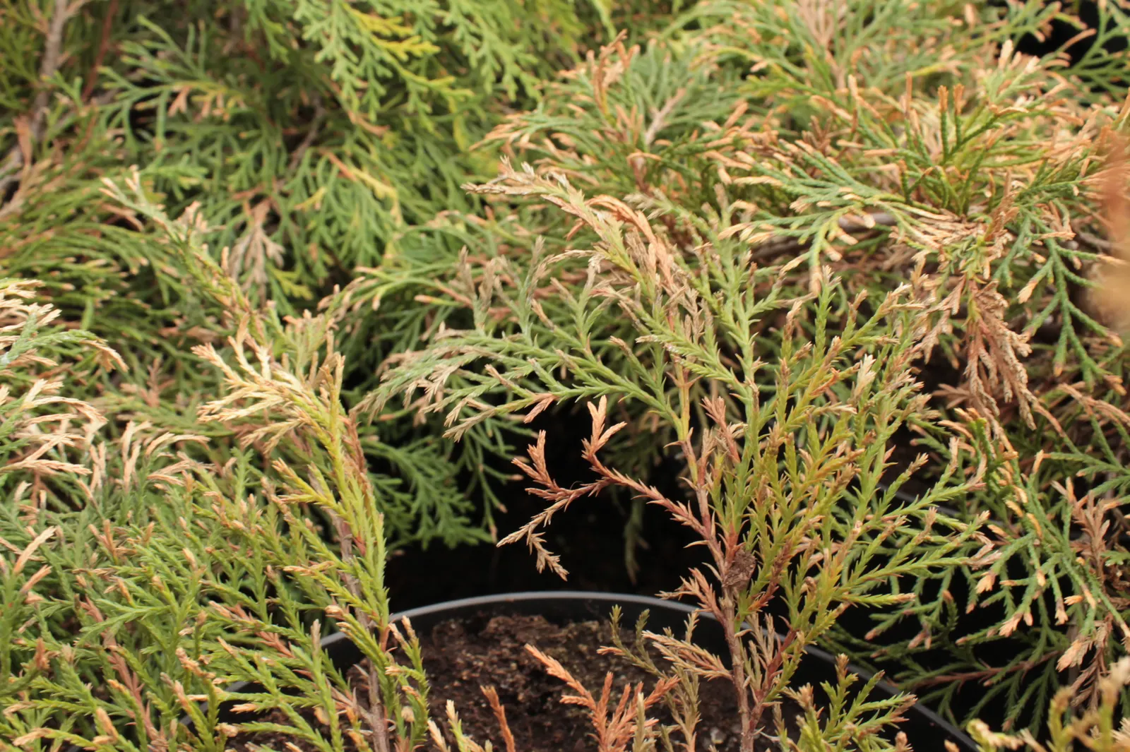 Siberian Carpet Cypress (Microbiota Decussata) — this hardy plant is resilient in USDA hardiness zones 2 through 7; prefers well-drained soil