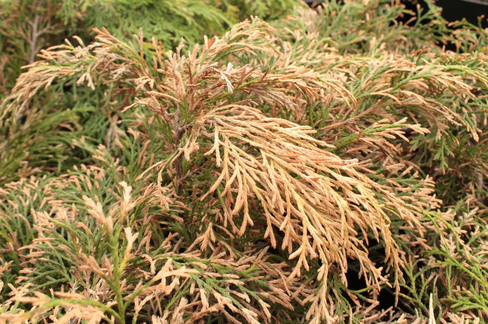 Siberian Carpet Cypress (Microbiota Decussata) — commonly known as the Siberian Carpet Cypress; this hardy plant thrives in Zones 2-7
