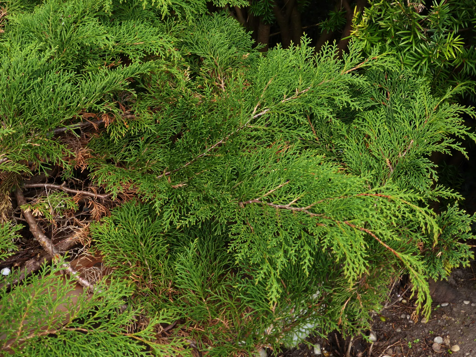 Siberian Carpet Cypress (Microbiota Decussata) — is a remarkable conifer that is ideal for incorporating into landscape designs due to its low-growing; it