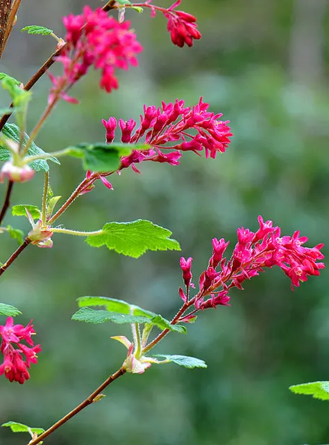 Red Flowering Currant (Ribes Sanguineum) — reaching a height of 6-10 feet and a spread of 4-6 feet
