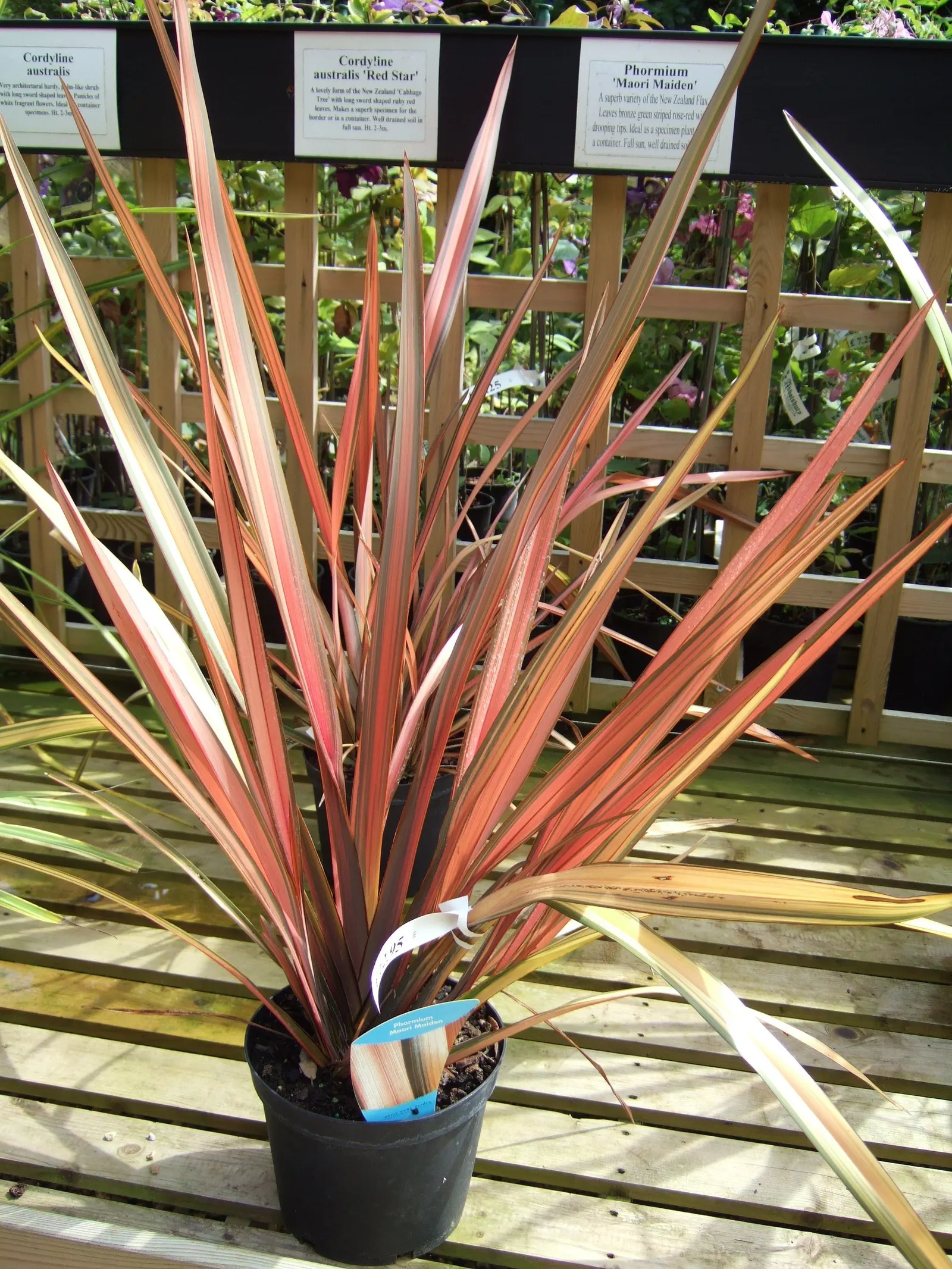 Maori Maiden Flax (Phormium 'Maori Maiden') — Phormium 'Maori Maiden' is an ornamental perennial