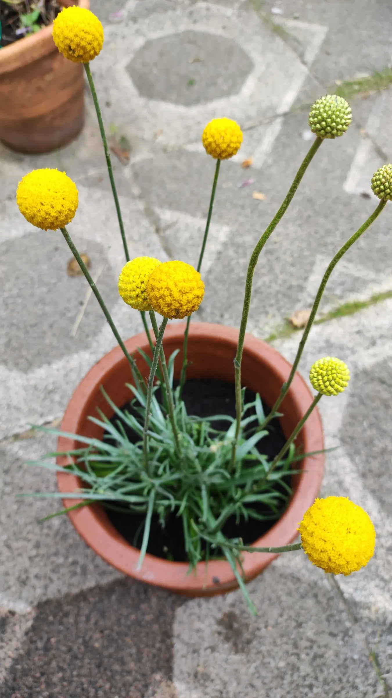 Billy Buttons (Craspedia Globosa) — commonly known as Drumstick or Billy Buttons