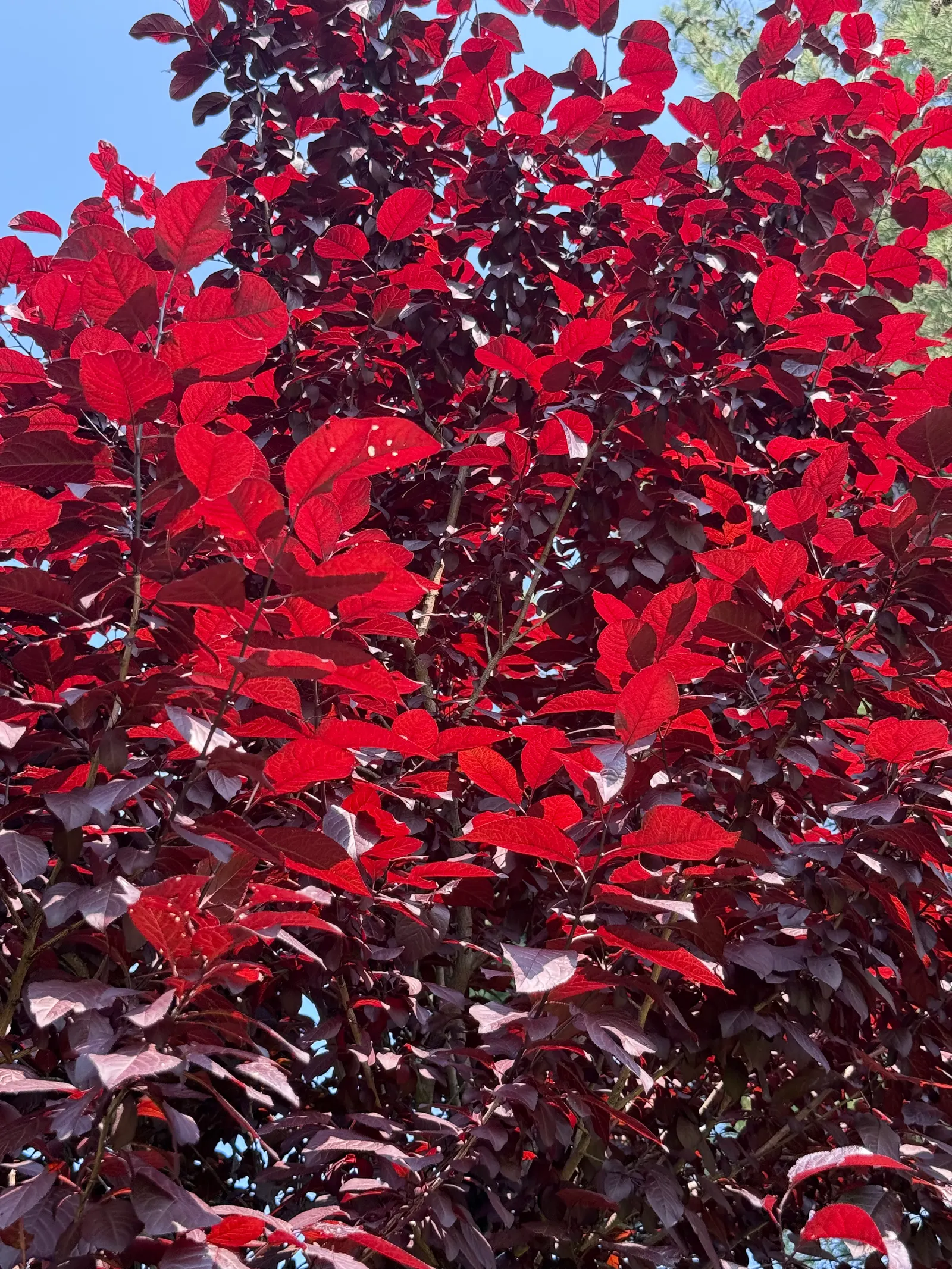 Canada Red Chokecherry (Prunus Virginiana 'Canada Red') — Ideal for wildlife gardens as its fruit attracts birds