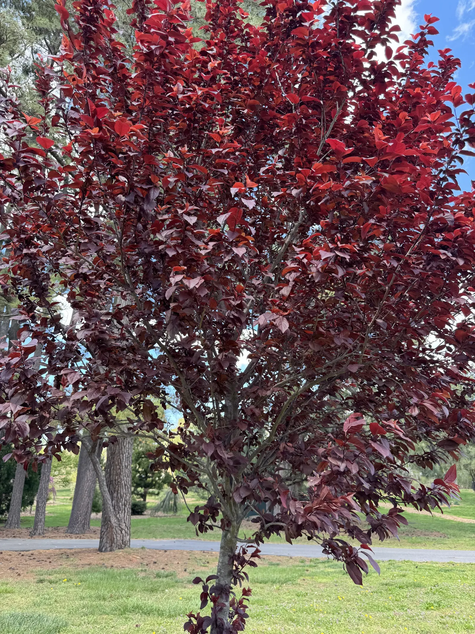 Canada Red Chokecherry (Prunus Virginiana 'Canada Red') — This deciduous shrub matures to 20-30 feet tall with a similar spread
