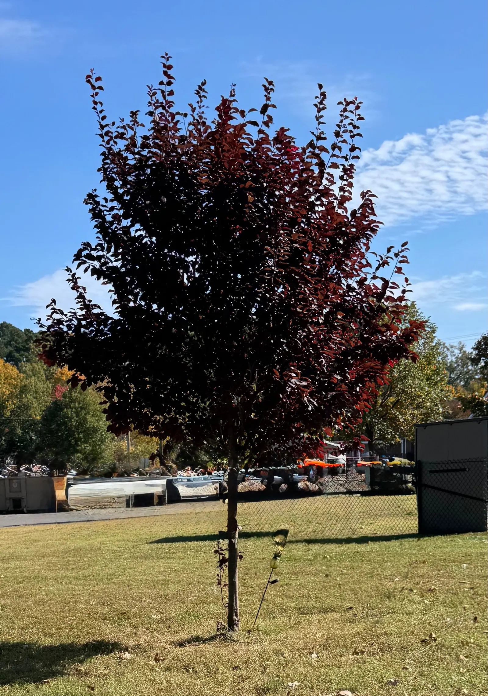 Canada Red Chokecherry (Prunus Virginiana 'Canada Red') — this cultivar is renowned for its adaptive nature