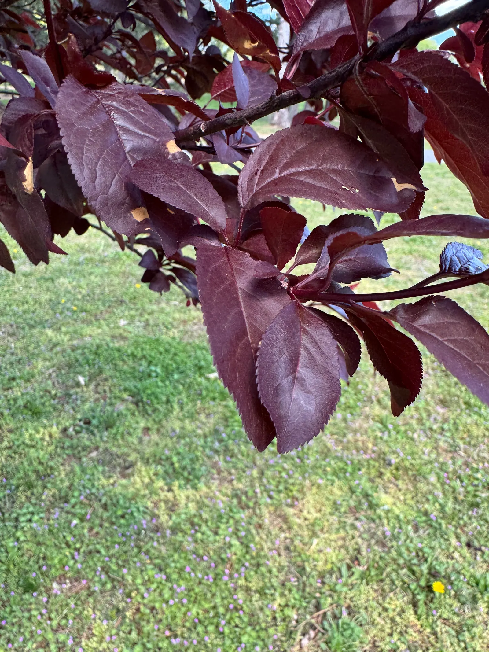 Canada Red Chokecherry (Prunus Virginiana 'Canada Red') — widely recognized as the Canada Red Chokeberry