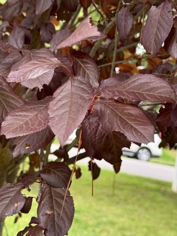 Canada Red Chokecherry (Prunus Virginiana 'Canada Red') — is a versatile and resilient deciduous shrub that brings striking color changes to any landscape