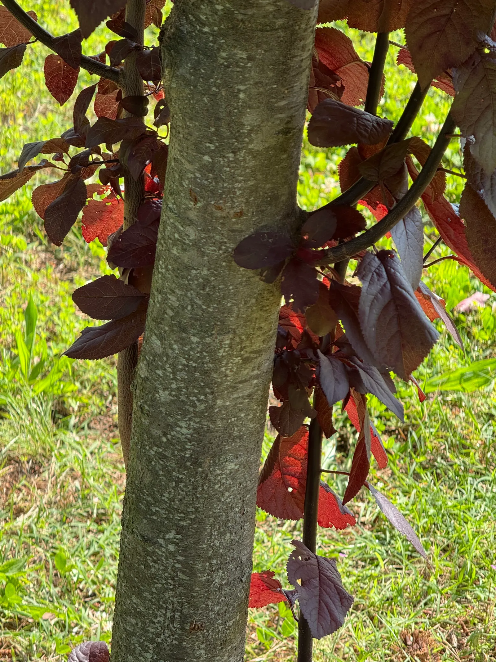 Canada Red Chokecherry (Prunus Virginiana 'Canada Red') — It features clusters of small, white flowers, yielding to deep red, astringent berries