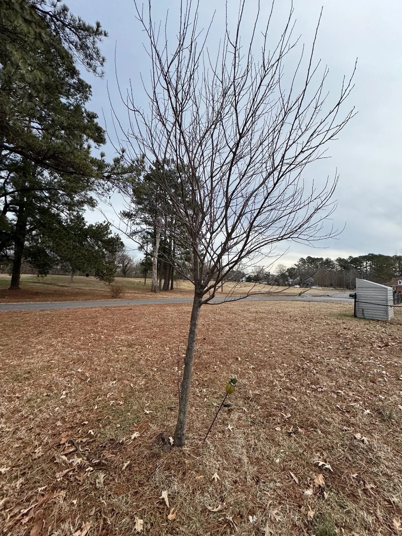 Canada Red Chokecherry (Prunus Virginiana 'Canada Red') — Adaptable to various soils, it prefers full sun to part shade