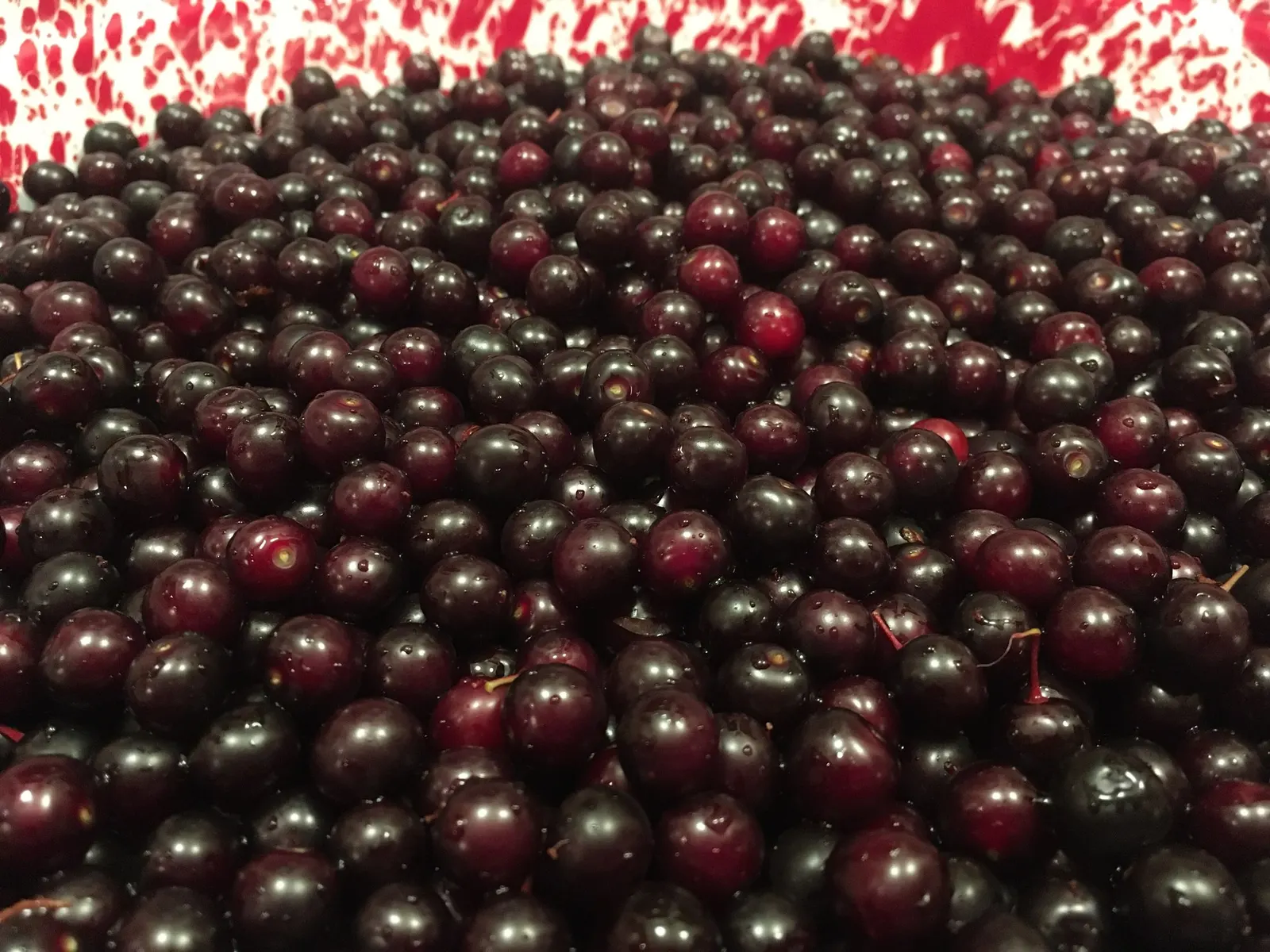 Canada Red Chokecherry (Prunus Virginiana 'Canada Red') — This hardy species tolerates a range of soil conditions