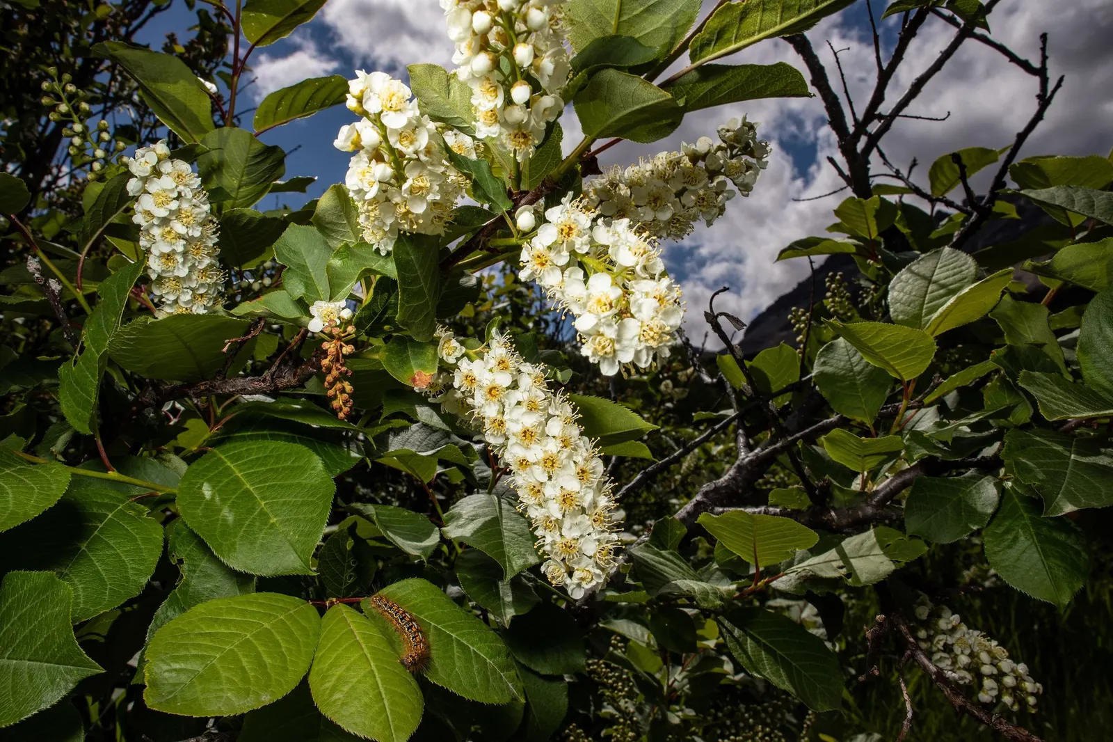 Canada Red Chokecherry (Prunus Virginiana 'Canada Red') — spanning a height of about 20 to 30 feet with a similar spread