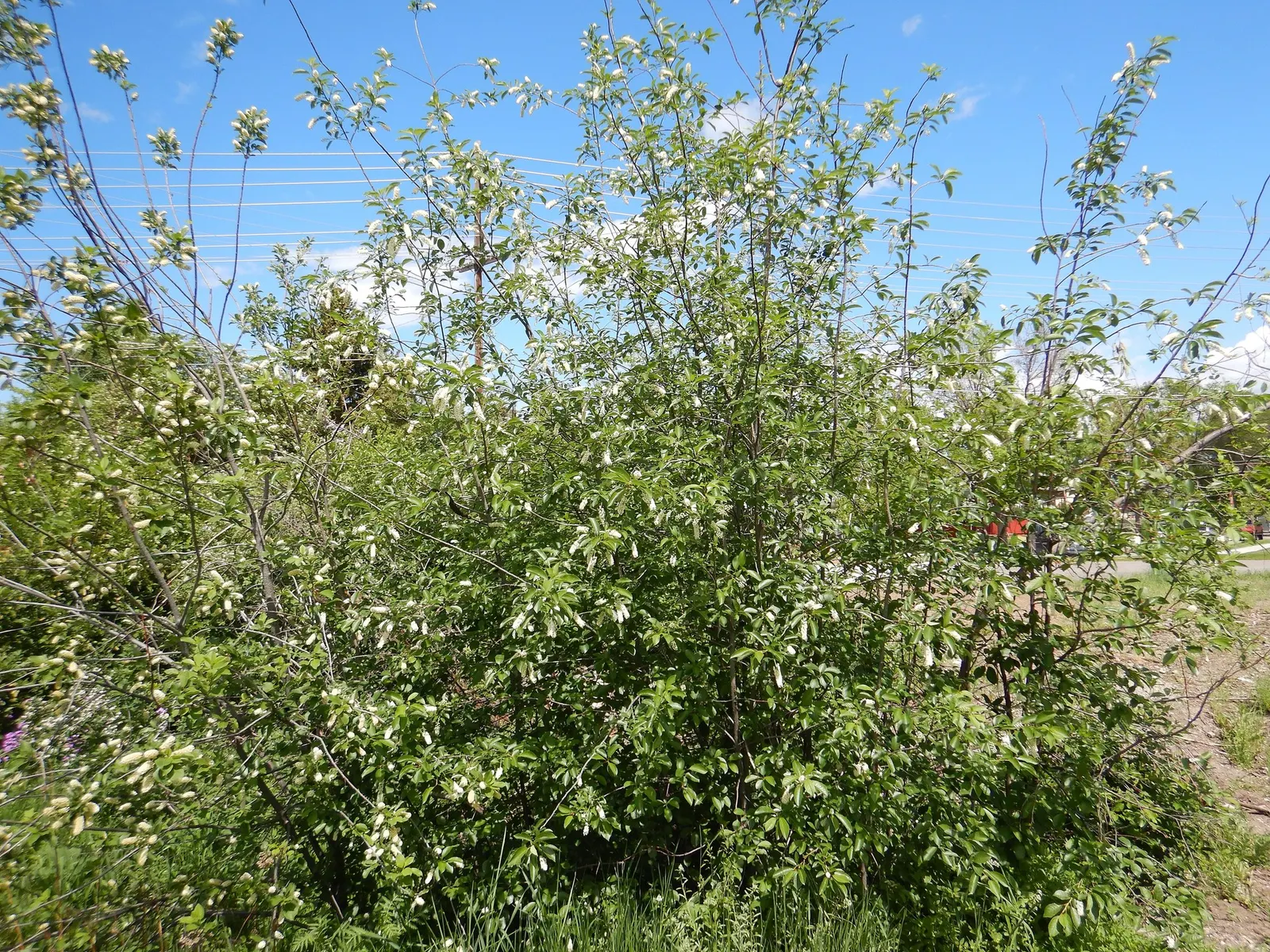 Canada Red Chokecherry (Prunus Virginiana 'Canada Red') — the foliage shifts to a deep