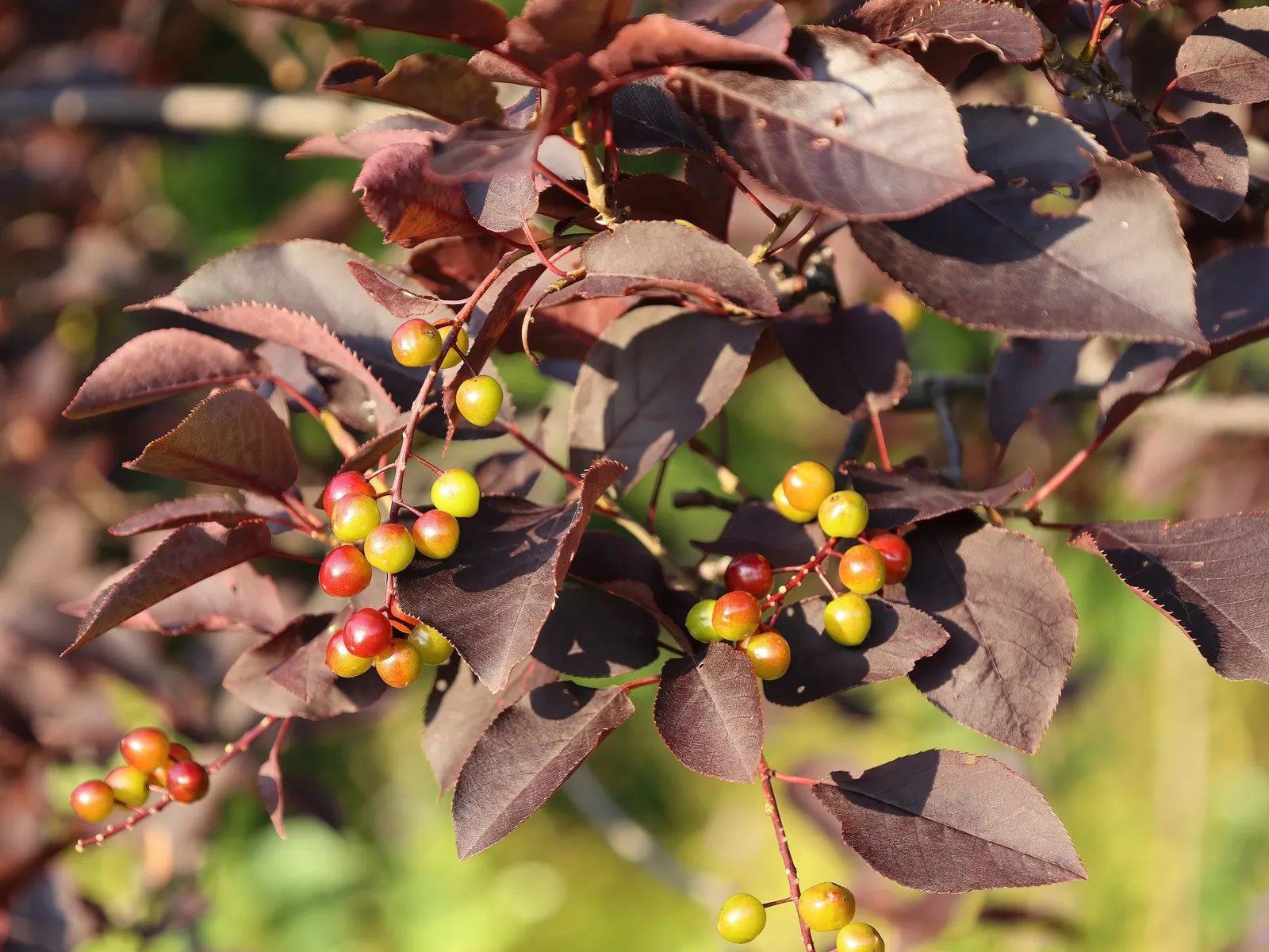 Canada Red Chokecherry (Prunus Virginiana 'Canada Red') — which transforms throughout the seasons