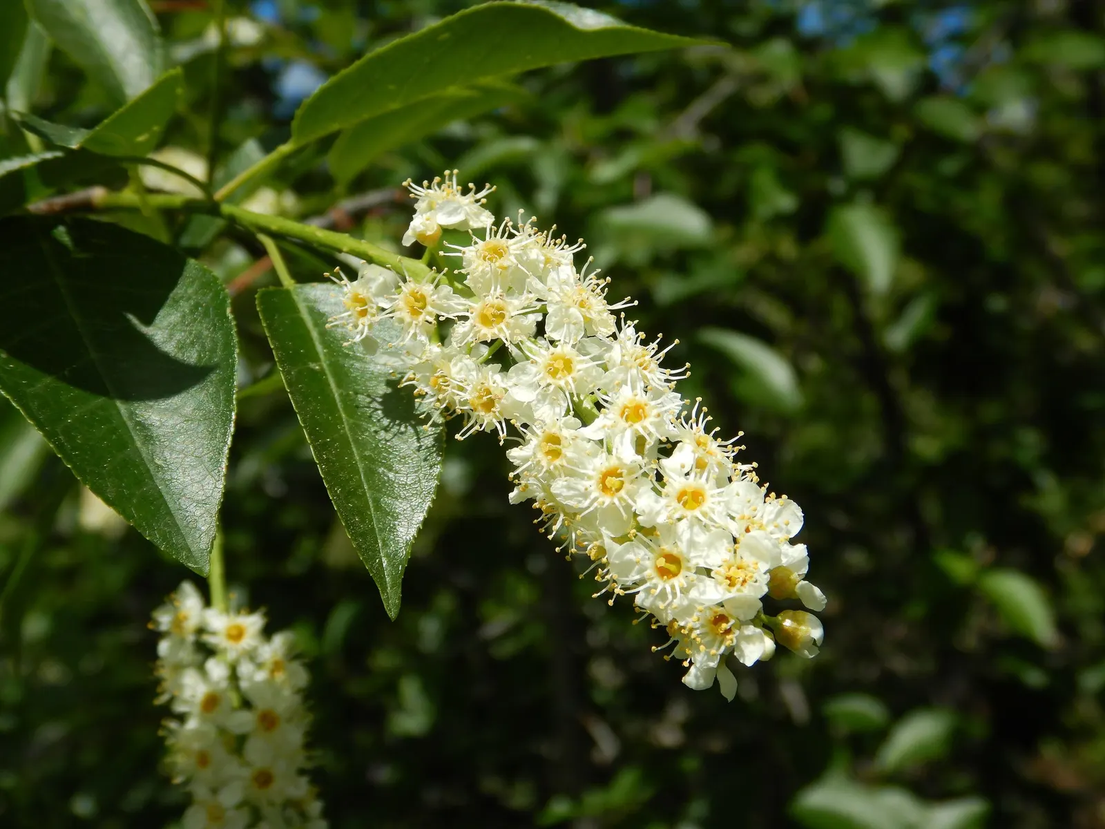 Canada Red Chokecherry (Prunus Virginiana 'Canada Red') — Although often too tart for direct consumption