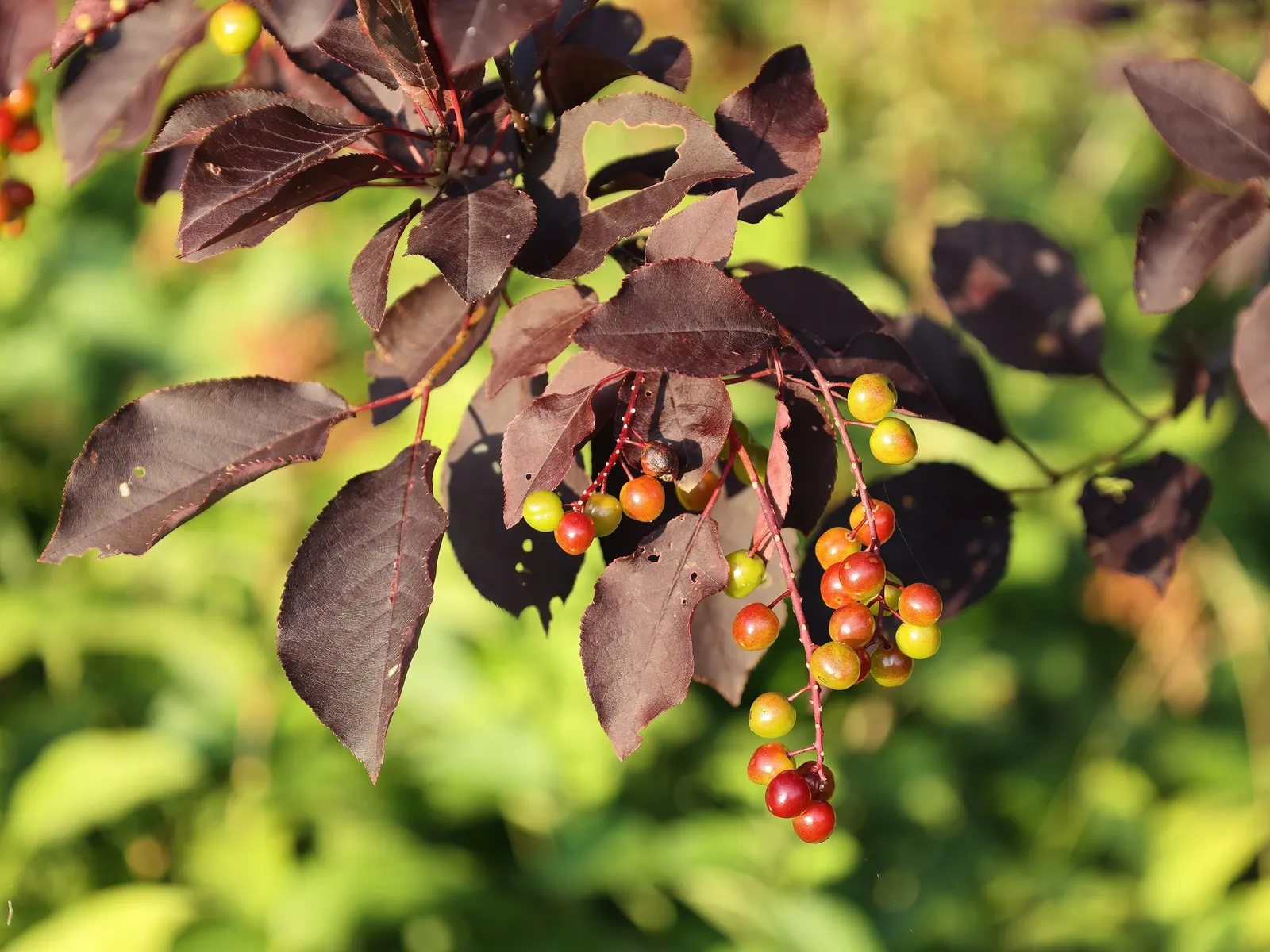 Canada Red Chokecherry (Prunus Virginiana 'Canada Red') — leaves emerge a vibrant green