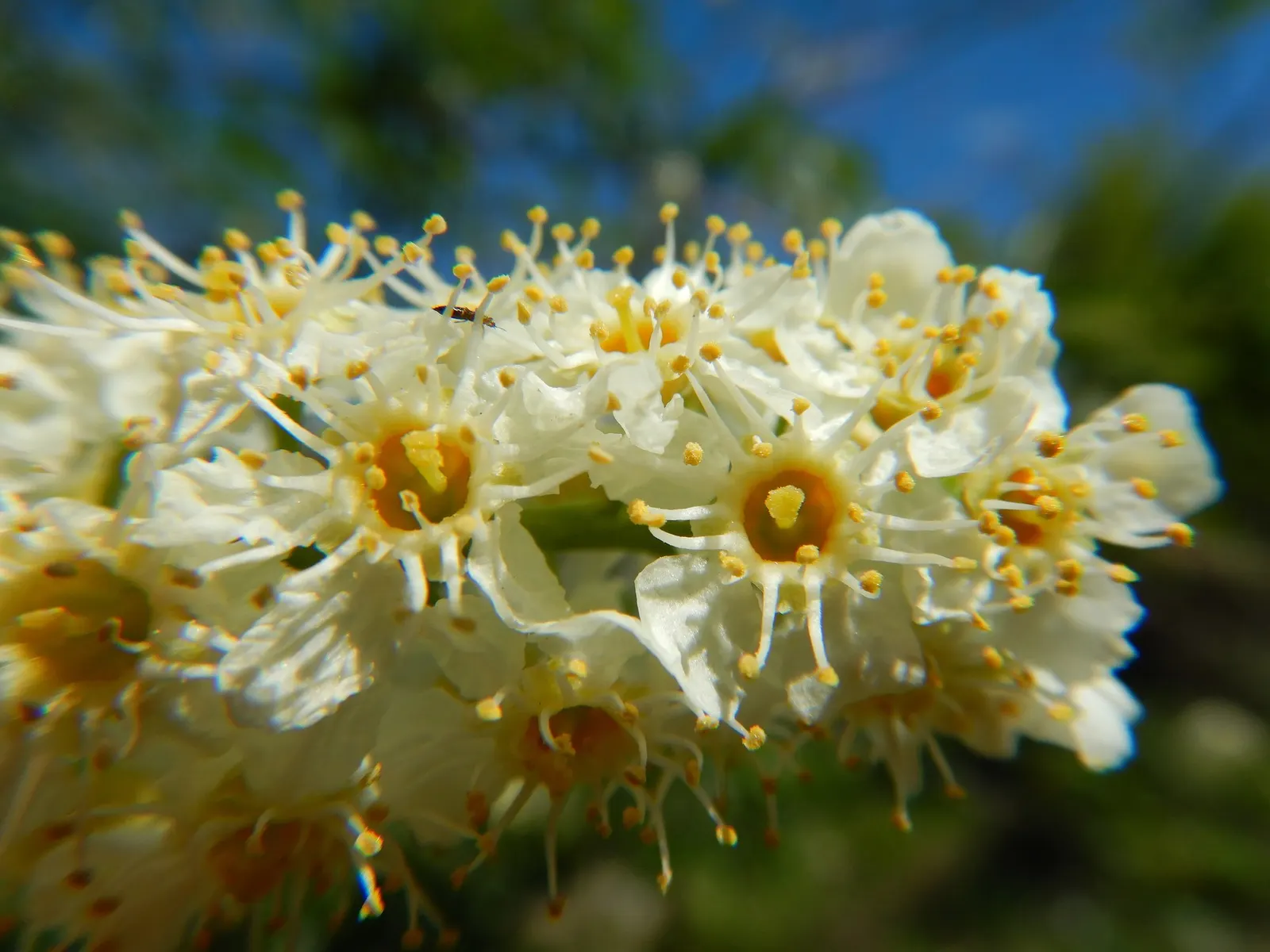 Canada Red Chokecherry (Prunus Virginiana 'Canada Red') — These blooms are not only attractive but also provide a valuable nectar source for pollinators
