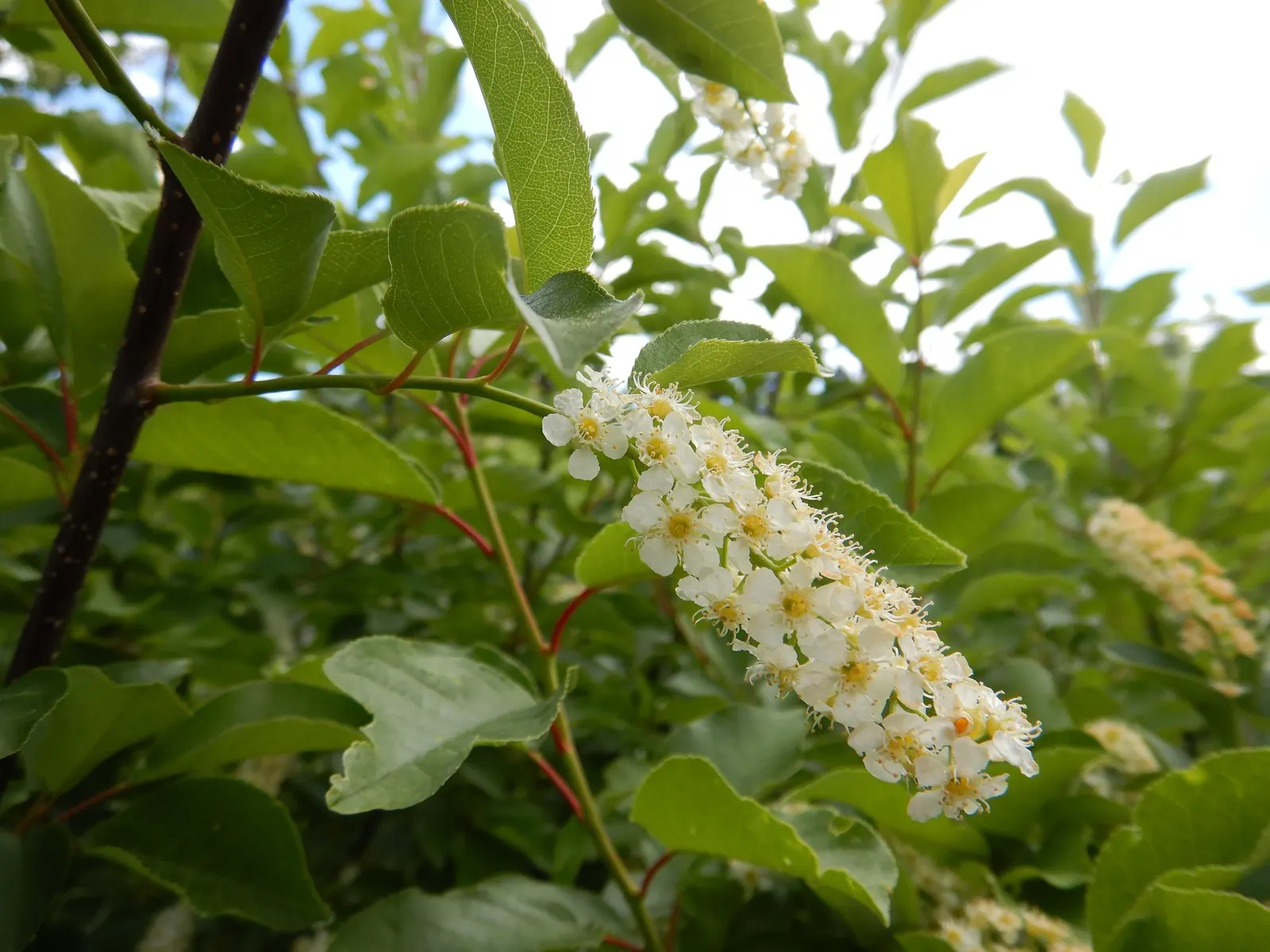 Canada Red Chokecherry (Prunus Virginiana 'Canada Red') — the berries can attract birds and wildlife