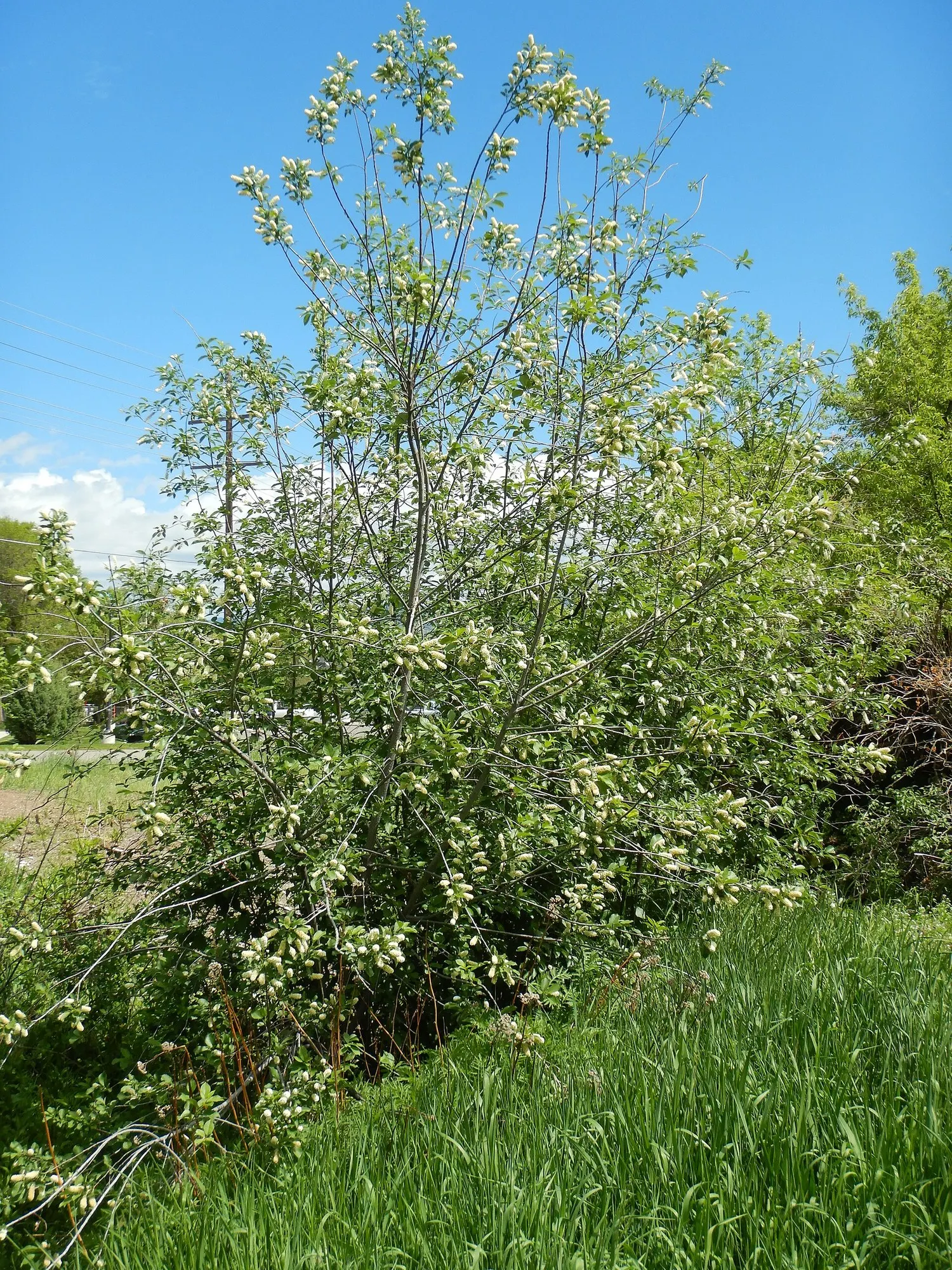 Canada Red Chokecherry (Prunus Virginiana 'Canada Red') — adding an ecological benefit to their aesthetic appeal