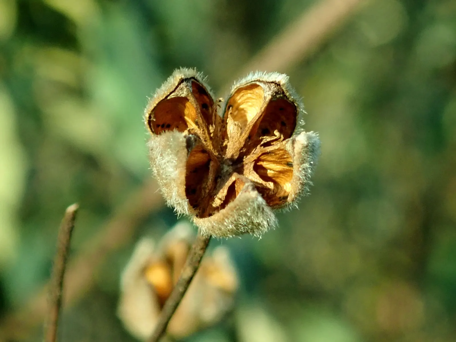 Laurel Leafed Rockrose (Cistus Laurifolius) — Tolerant of poor soils and drought conditions; white flowers in the garden