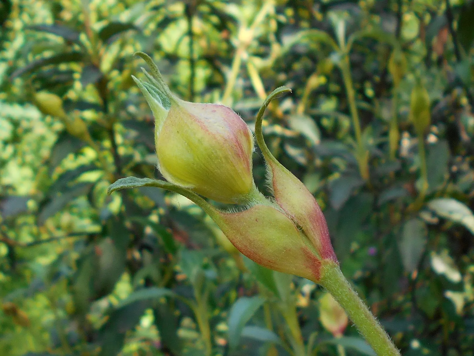 Laurel Leafed Rockrose (Cistus Laurifolius) — it is an ideal candidate for xeriscaping and sustainable landscape designs