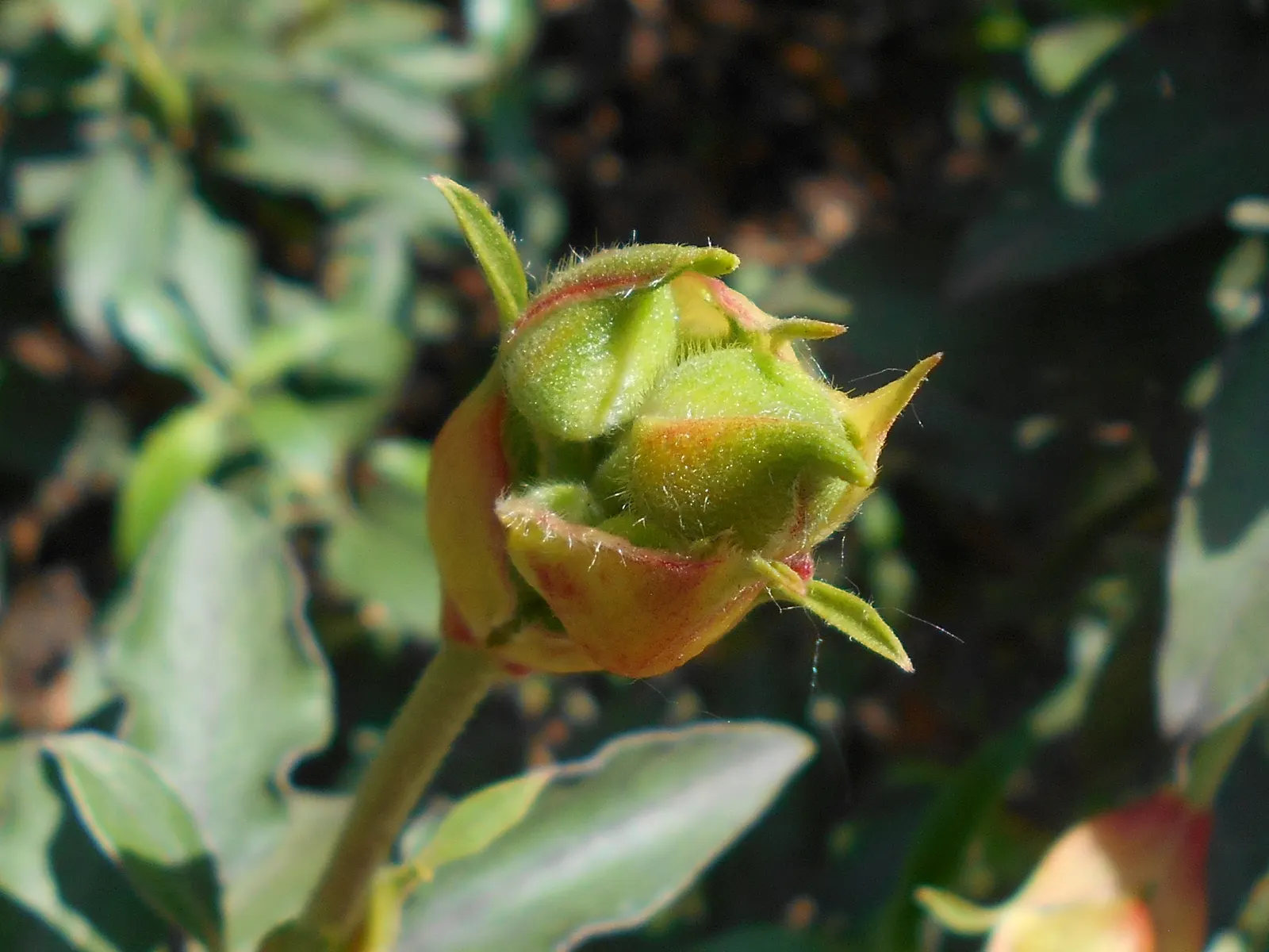 Laurel Leafed Rockrose (Cistus Laurifolius) — Growing to a mature size of about 4 to 5 feet in height and spreading 5 to 6 feet wide