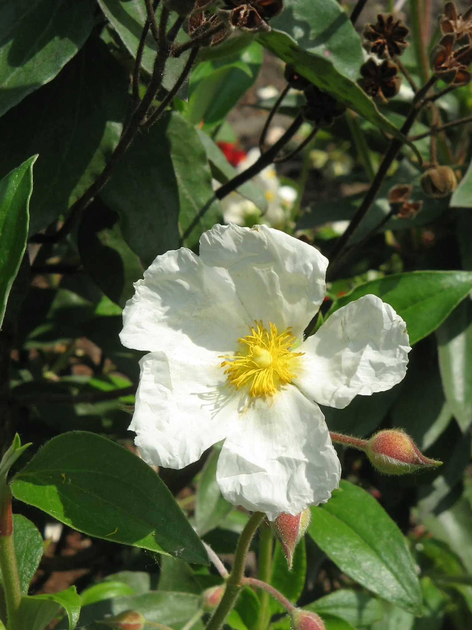 Laurel Leafed Rockrose (Cistus Laurifolius) — this plant requires ample space to develop its picturesque form.<br><br>Characterized by its glossy