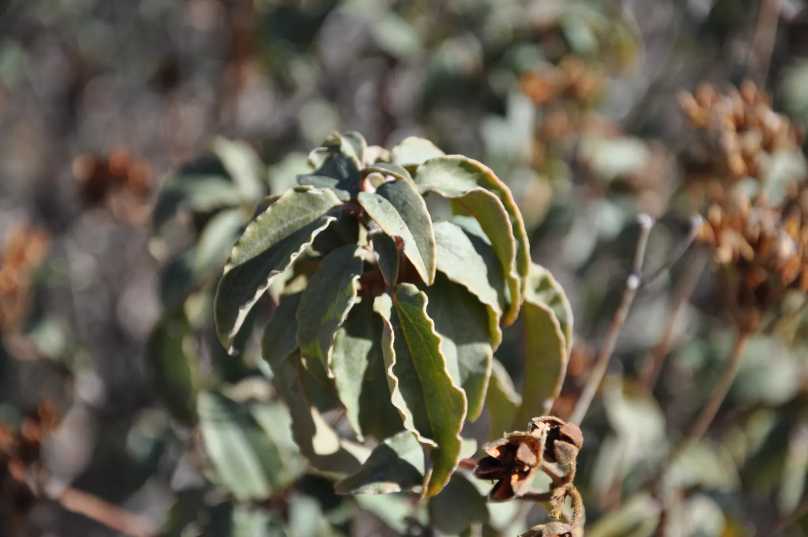Laurel Leafed Rockrose (Cistus Laurifolius) — plant the Cistus laurifolius in well-draining soil and full sun