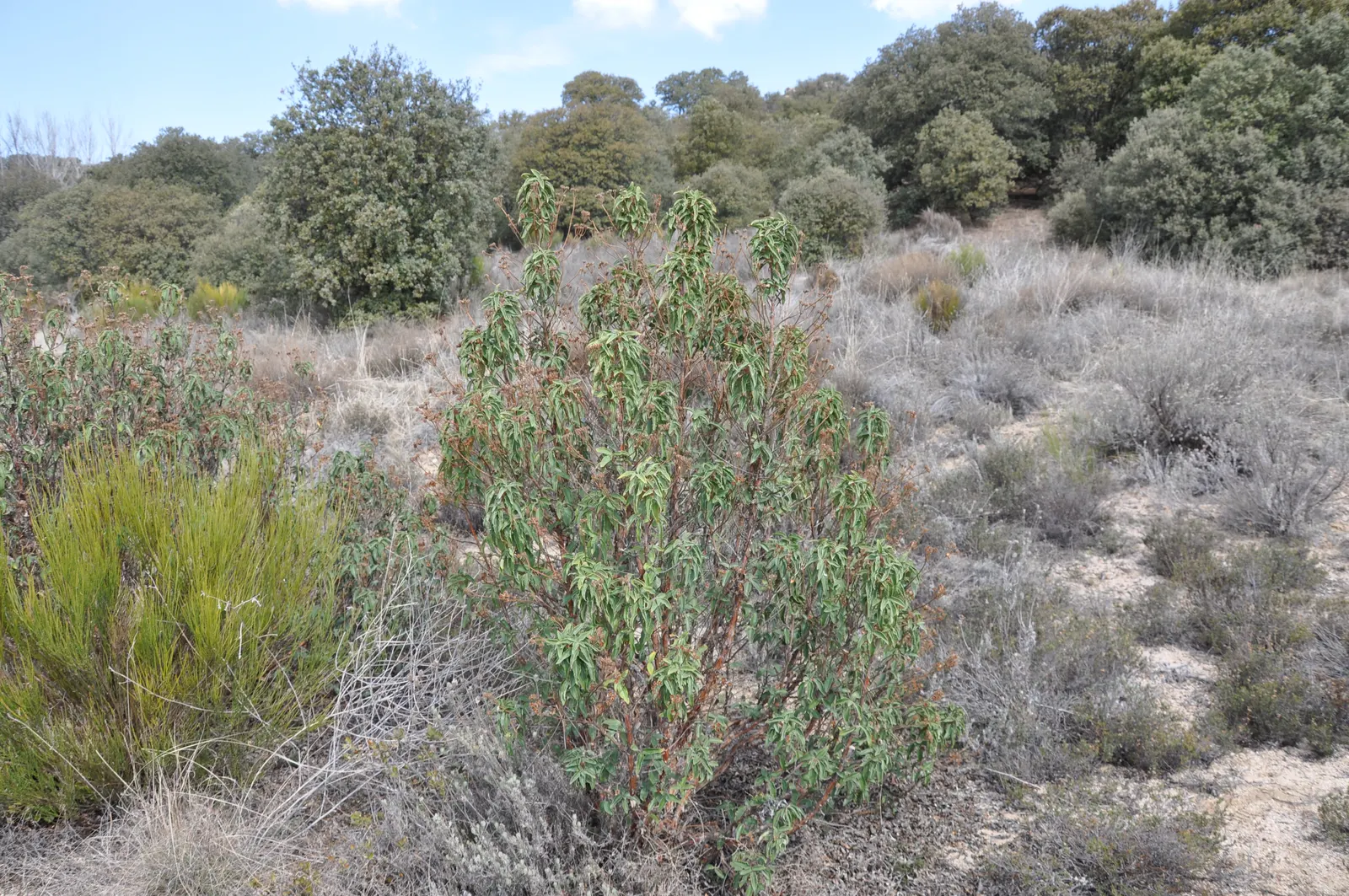Laurel Leafed Rockrose (Cistus Laurifolius) — white flowers in the garden